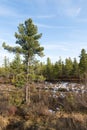 Forest landscape in autumn in the Russian taiga Royalty Free Stock Photo