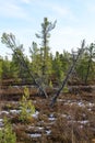 Forest landscape in autumn in the Russian taiga Royalty Free Stock Photo