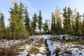 forest landscape in autumn in the Russian taiga Royalty Free Stock Photo