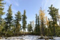 forest landscape in autumn in the Russian taiga Royalty Free Stock Photo