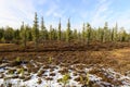 forest landscape in autumn in the Russian taiga Royalty Free Stock Photo