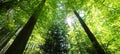 Forest landscape background banner panorama - Beech Trees Forest in spring, from below, with fresh green leaves and sunbeams Royalty Free Stock Photo