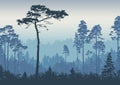 Forest landscape background. Pines at dawn. Nature. Tourism and travelling.