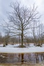 Forest landscape with bare trees and peat river Royalty Free Stock Photo