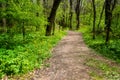 Forest landscape. Beautiful spring forest, forest path, wooden bridge and meadows bloom with squill at sunset. Ropotamo National P