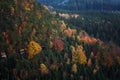 Forest landscape of Bohemian Switzerland national park. Detail of trees, Pravcicka gate, Czech Republic Royalty Free Stock Photo
