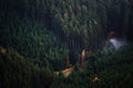 Forest landscape of Bohemian Switzerland national park. Detail of trees, Pravcicka gate, Czech Republic Royalty Free Stock Photo