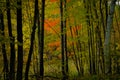 Forest landscape with bright colorful maple folieage visible through tree trunks Royalty Free Stock Photo