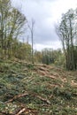 Forest landscape with chopped down logs Royalty Free Stock Photo