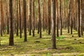 Forest landscape. Coniferous sunshine forest with pine trees and moss. Forest background, nature wallpaper. Forest stock photo Royalty Free Stock Photo