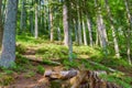 Forest landscape in a coniferous wild forest