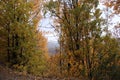 forest landscape consisting of orange and yellow leaves