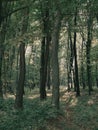 Forest landscape. Dark forest background. Royalty Free Stock Photo