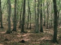 Forest landscape. Dark forest background. Royalty Free Stock Photo