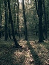 Forest landscape. Dark forest background. Royalty Free Stock Photo