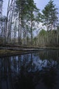 A forest landscape with dark river water and swamps, with trees felled after winter.