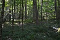 Joyce Kilmer Forest Landscape