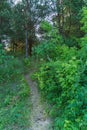 Forest landscape. Dirt track in the forest. Sunlight breaks through the foliage and tree trunks in a dense forest