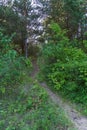 Forest landscape. Dirt track in the forest. Sunlight breaks through the foliage and tree trunks in a dense forest