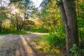 Forest landscape. Dirt track in the forest. Sunlight breaks through the foliage and tree trunks in a dense forest