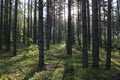 Forest landscape. Early summer morning. The bright rays of the warm sun make their way through the pine forest. Royalty Free Stock Photo