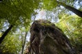 Forest landscape fairytale beech forest and huge stones