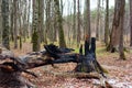 forest landscape with a fallen tree trunk after lightning hit it. consequence of lightning falling into a tree Royalty Free Stock Photo