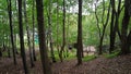 The photo shows a forest landscape or park with trees, probably birches, and dense green vegetation. Royalty Free Stock Photo