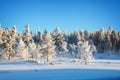 Forest landscape, frozen trees in winter in Saariselka, Lapland Finland