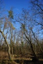 Winter forest with wind-blown trees, branches and fall foliage. Berlin, Germany Royalty Free Stock Photo