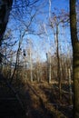 Winter forest with wind-blown trees, branches and fall foliage. Berlin, Germany Royalty Free Stock Photo