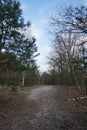 Winter forest with wind-blown trees, branches and fall foliage. Berlin, Germany Royalty Free Stock Photo