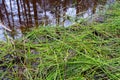 Forest landscape. Green grass by the river or swamp. Reflection of trees and sky is visible in the water Royalty Free Stock Photo