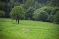 Forest landscape with green meadow and deer Royalty Free Stock Photo