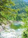 Forest landscape green tree branches, river, summer day Royalty Free Stock Photo