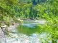 Forest landscape green tree branches, river, summer day Royalty Free Stock Photo