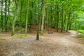 Forest landscape with hiking trails between green leafy trees in Dutch nature reserve