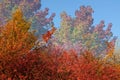 Vibrant colors of fall foliage against blue sky and misty air Royalty Free Stock Photo