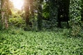 Forest landscape, leaves and trees with sunshine, summer and growth for sustainability, nature and green. Outdoor bush Royalty Free Stock Photo