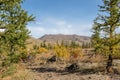 Forest landscape at Mongolia near the Khorgo extinct volcano Royalty Free Stock Photo