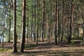 Forest landscape in the morning