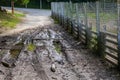 Forest landscape. Muddy path by water. Stream after rain Royalty Free Stock Photo