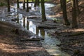 Forest landscape. Muddy path by water. Stream after rain Royalty Free Stock Photo