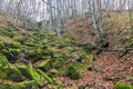 Forest landscape with mystical stones overgrown with moss.