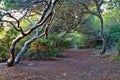 Forest landscape. Mystical .Tree branches bending over forest pa Royalty Free Stock Photo