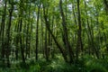 Forest landscape in the national park `Vorpommersche Boddenlandschaft`