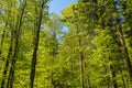 Forest landscape, nature of the Elb Sandstone Mountains