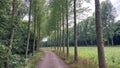 Forest landscape in the Netherlans Royalty Free Stock Photo