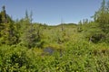 Forest landscape. Newfoundland Royalty Free Stock Photo