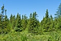 Forest landscape. Newfoundland Royalty Free Stock Photo